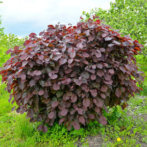 Noisetier pourpre Rote Zellernuss - Noisetier - Willemse