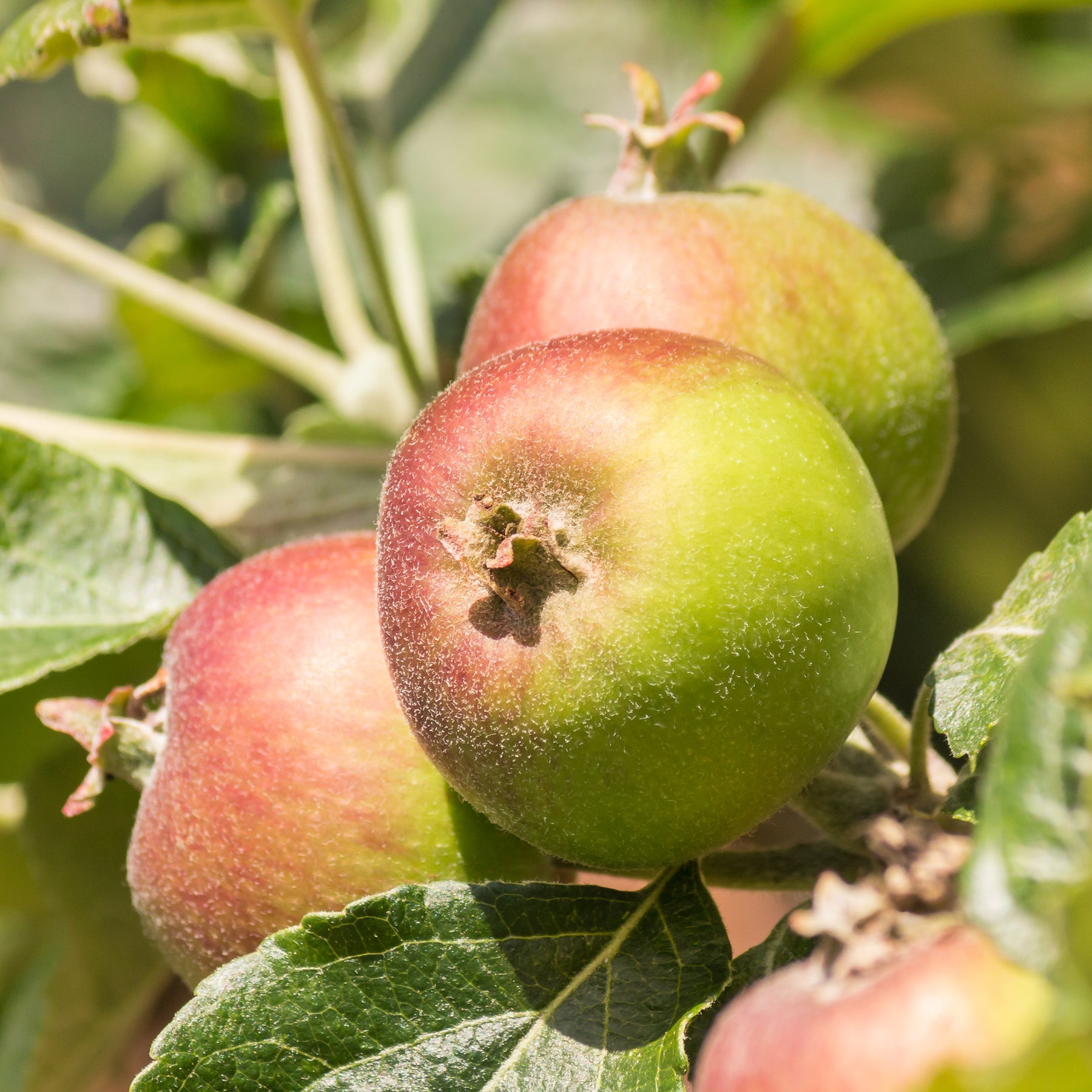 Malus domestica Braeburn - Pommier Braeburn - Pommier