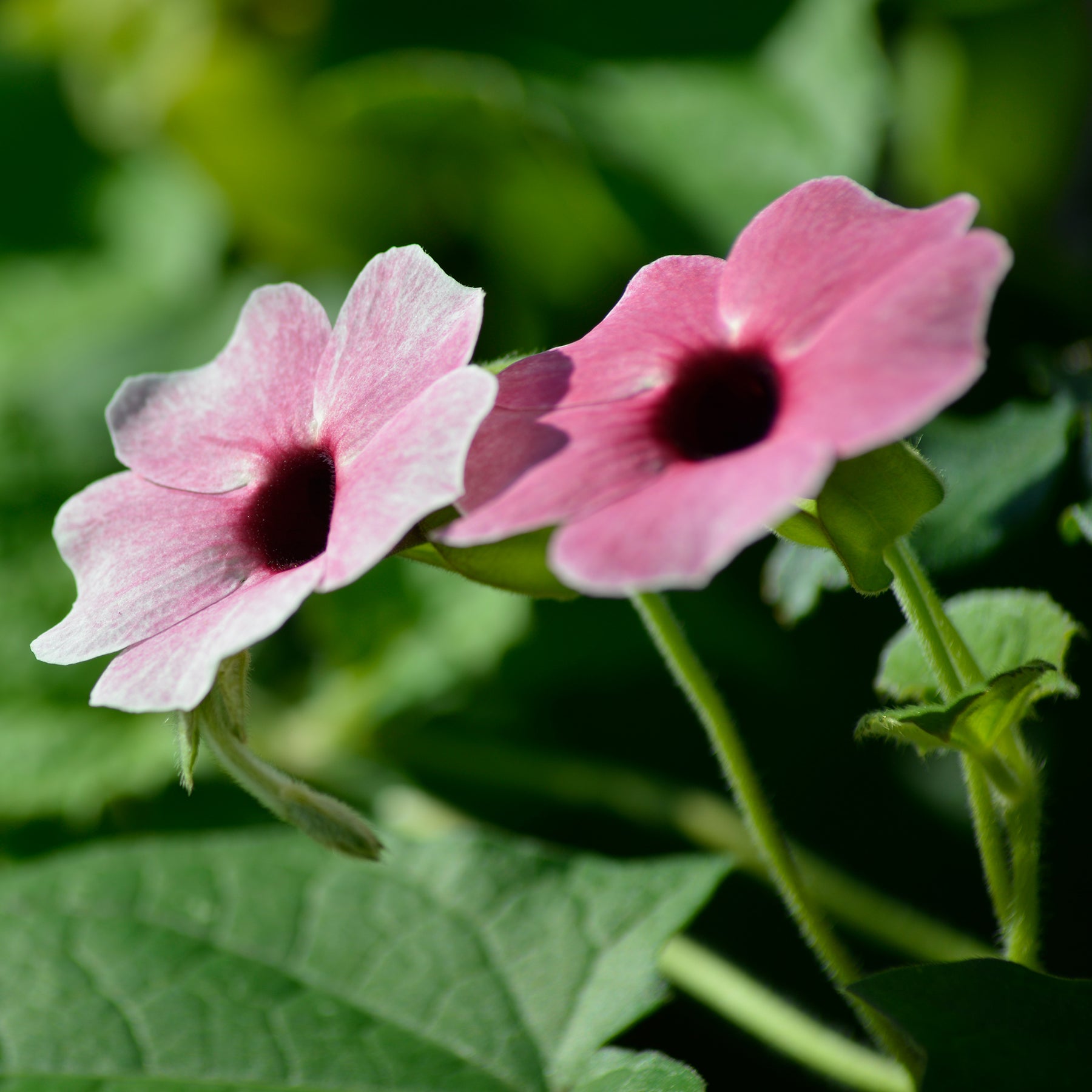 Thunbergia alata Sunny Susy® Rose Sensation - Suzanne aux yeux noirs rose - Grimpantes à fleurs