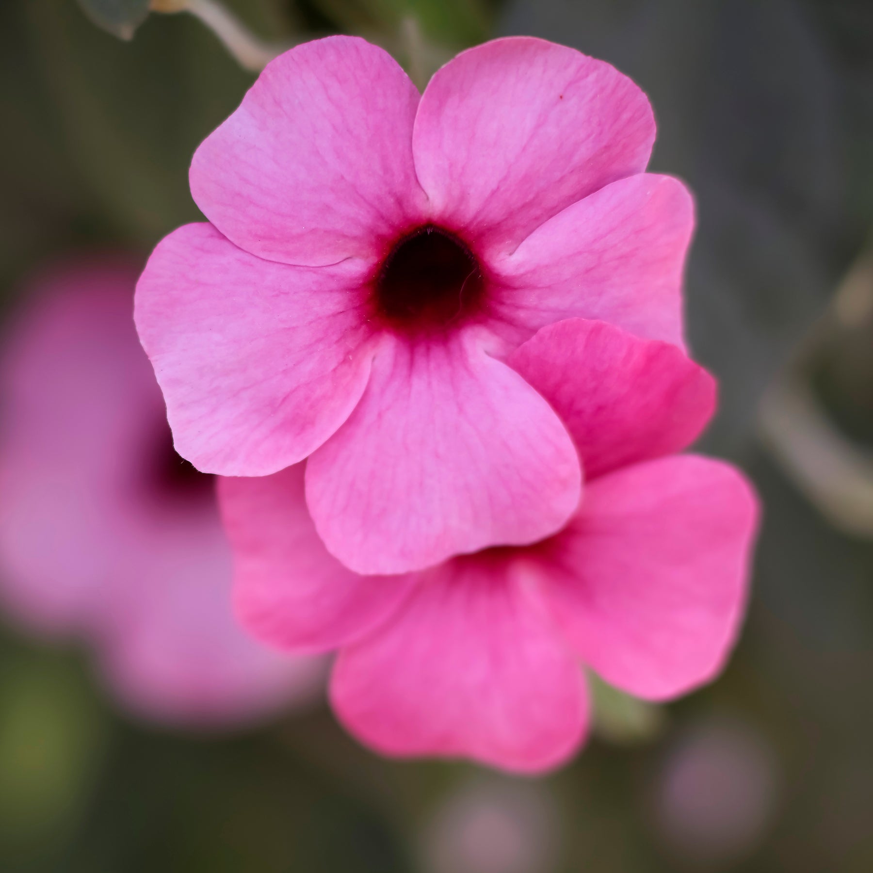 Grimpantes à fleurs - Suzanne aux yeux noirs rose - Thunbergia alata Sunny Susy® Rose Sensation