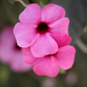 Grimpantes à fleurs - Suzanne aux yeux noirs rose - Thunbergia alata Sunny Susy® Rose Sensation