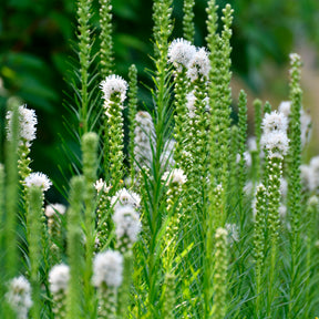 Collections de vivaces - Vivaces à fleurs Blanches - Gyspsophila, Liatris, Echinacea