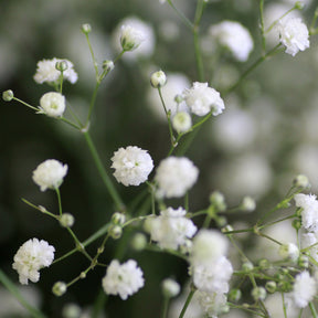 Vente Vivaces à fleurs Blanches - Gyspsophila, Liatris, Echinacea