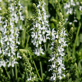 Vivaces Blanches et Roses