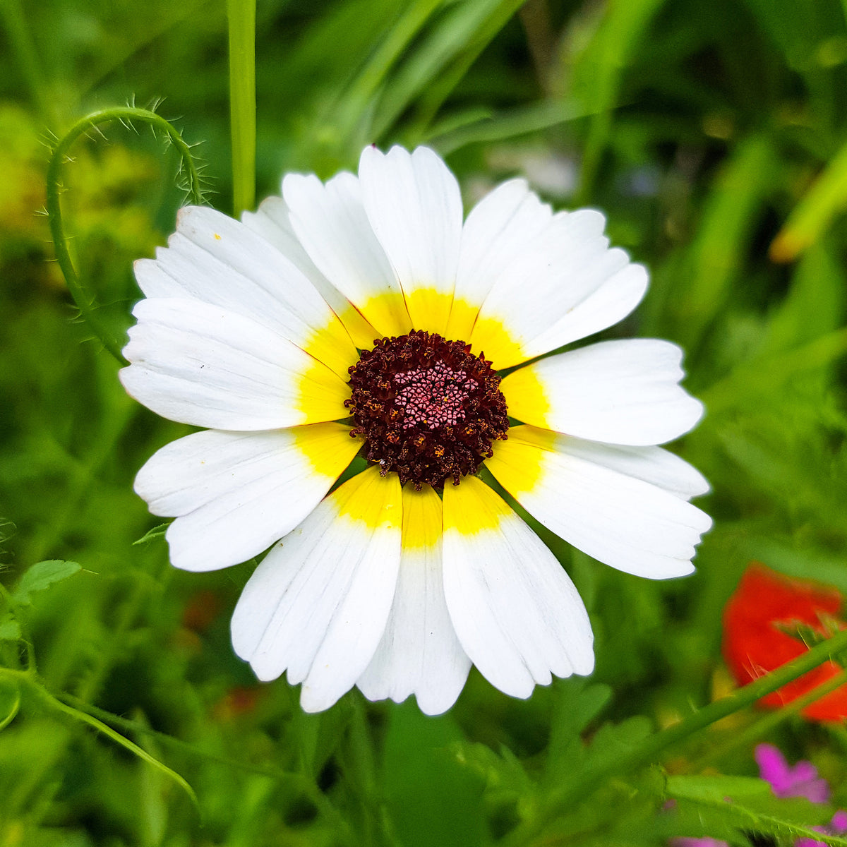 Chrysanthème à carène Polar Star - Willemse