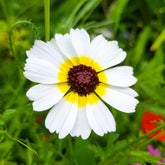 Chrysanthème à carène Polar Star - Willemse