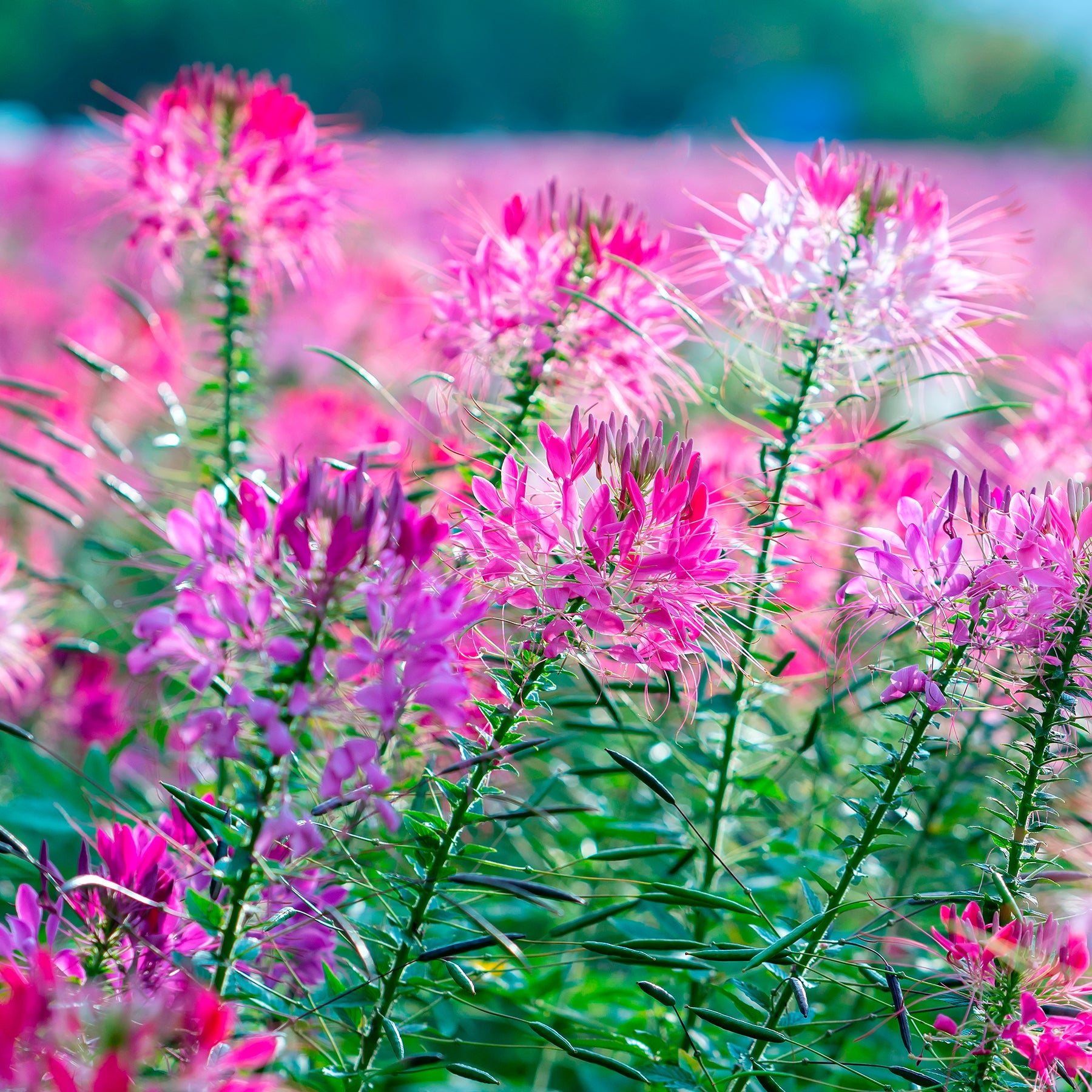 Cléome Violet Queen - Cleome hassleriana Violet Queen - Willemse