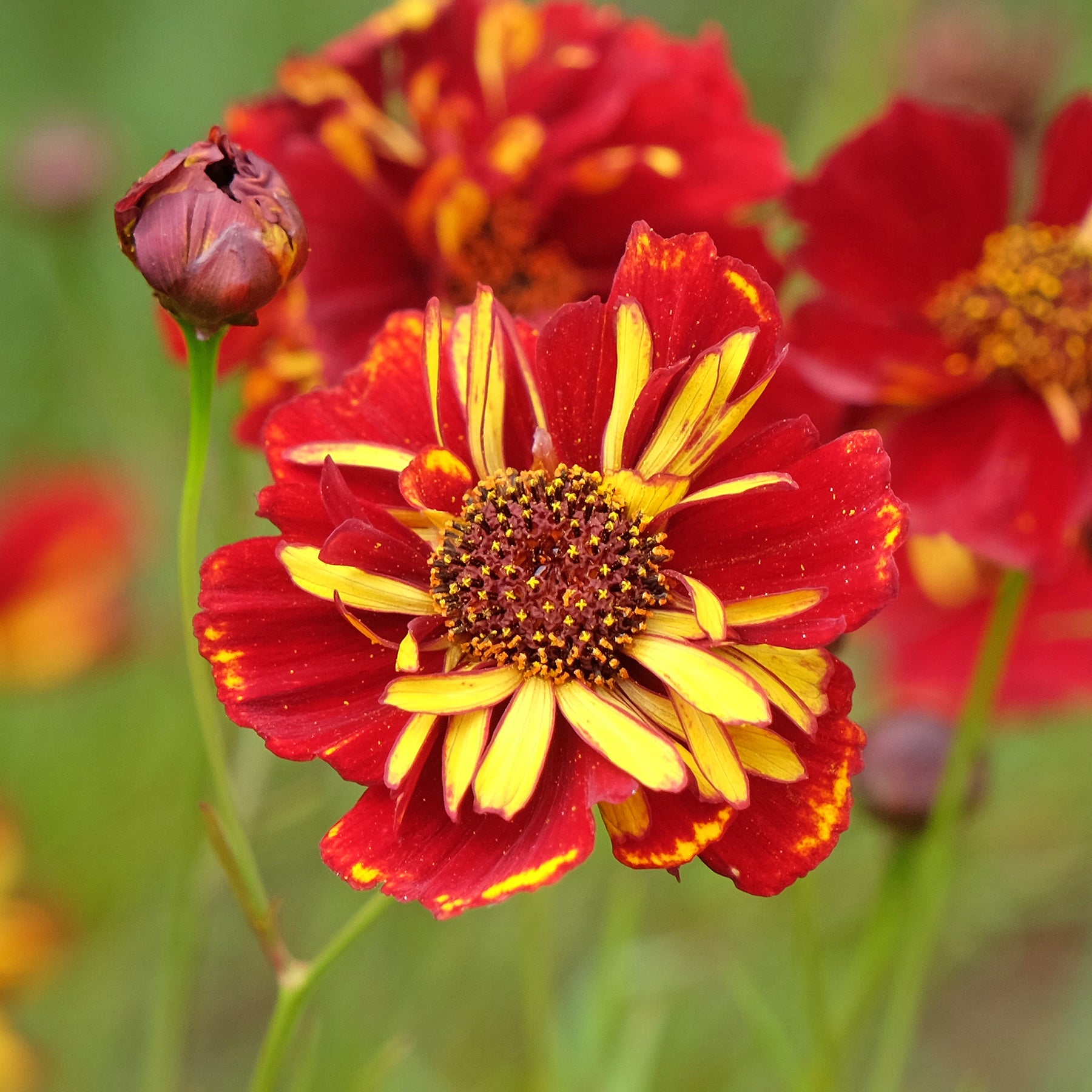 Coreopsis tinctoria Roulette - Coreopsis Roulette - Graines de fleurs