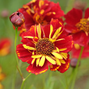 Coreopsis tinctoria Roulette - Coreopsis Roulette - Graines de fleurs