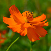Cosmos Brightlights - Willemse