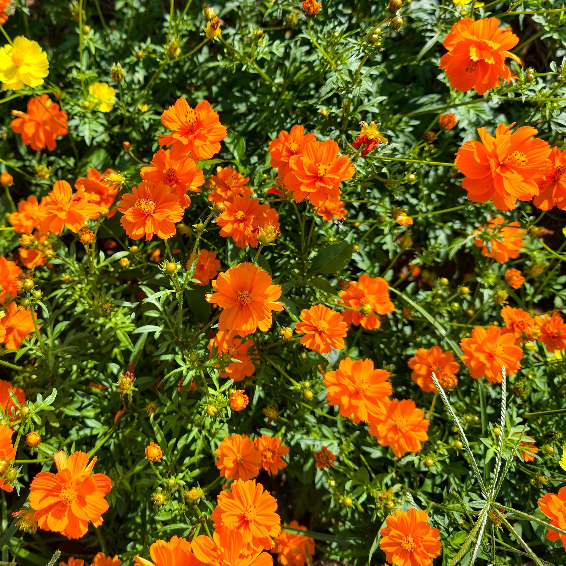 Cosmos Brightlights - Cosmos sulphureus Brightlights - Willemse