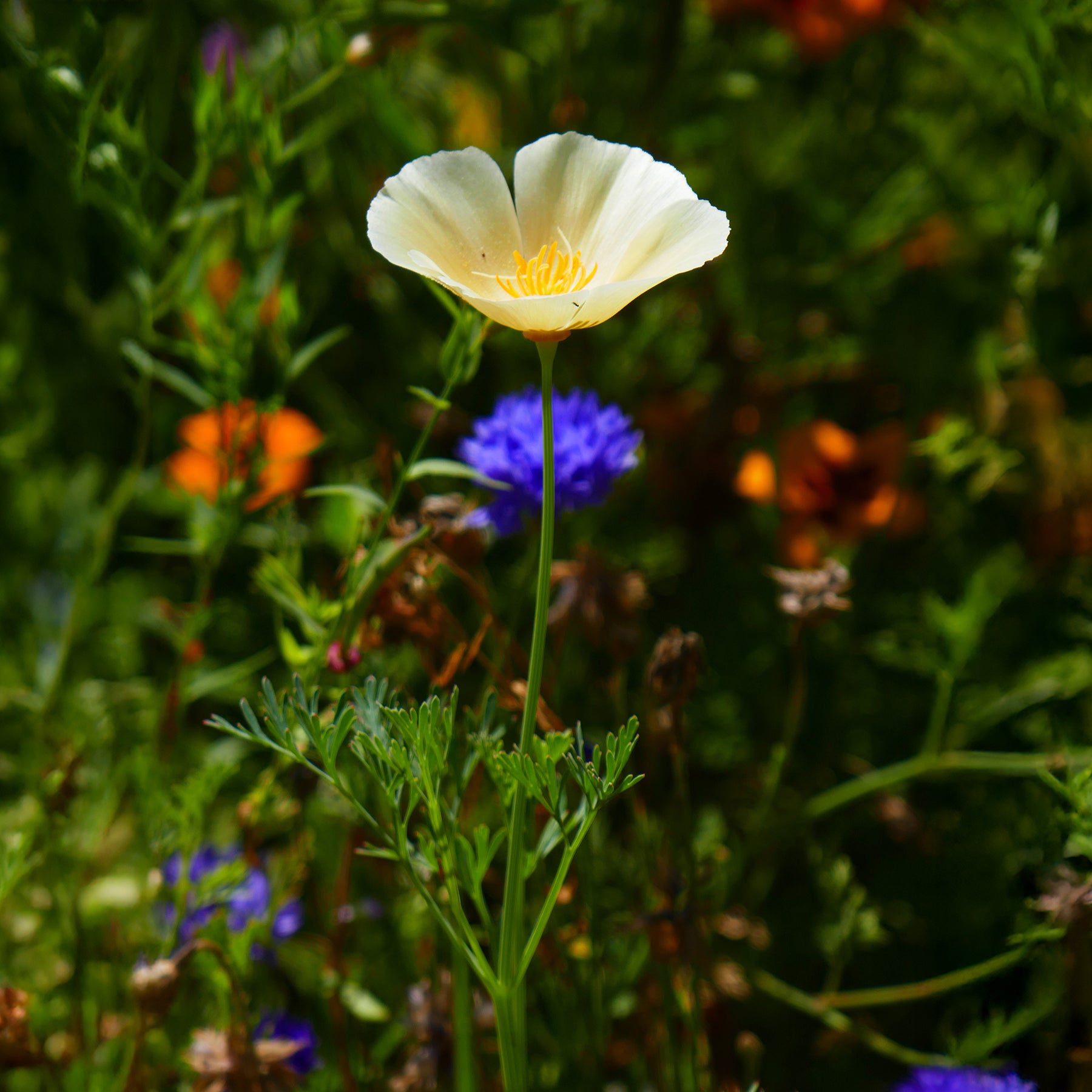Pavot de Californie Ivory Castle - Eschscholzia californica Ivory Castle - Willemse
