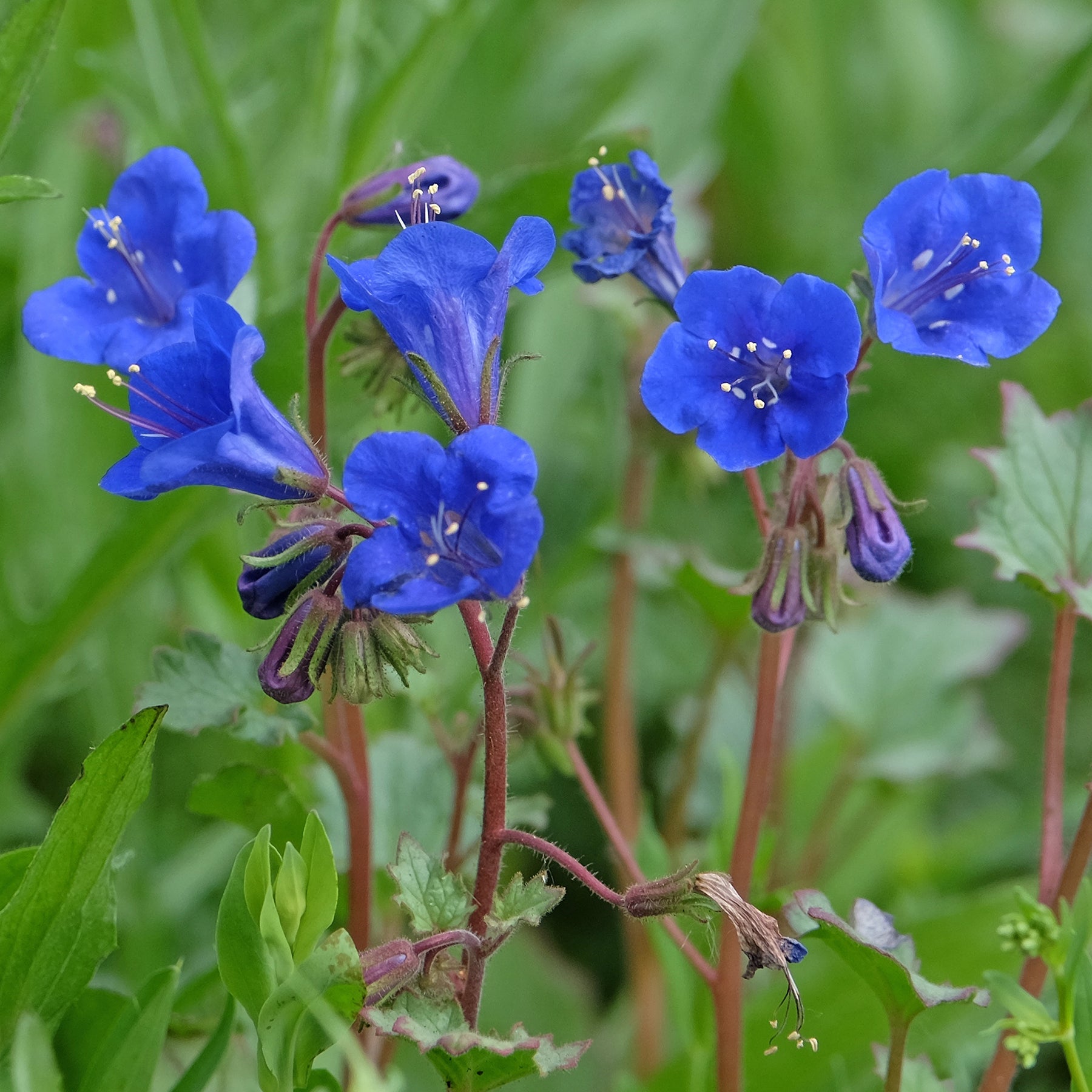 Phacelie Blue Bell - Willemse