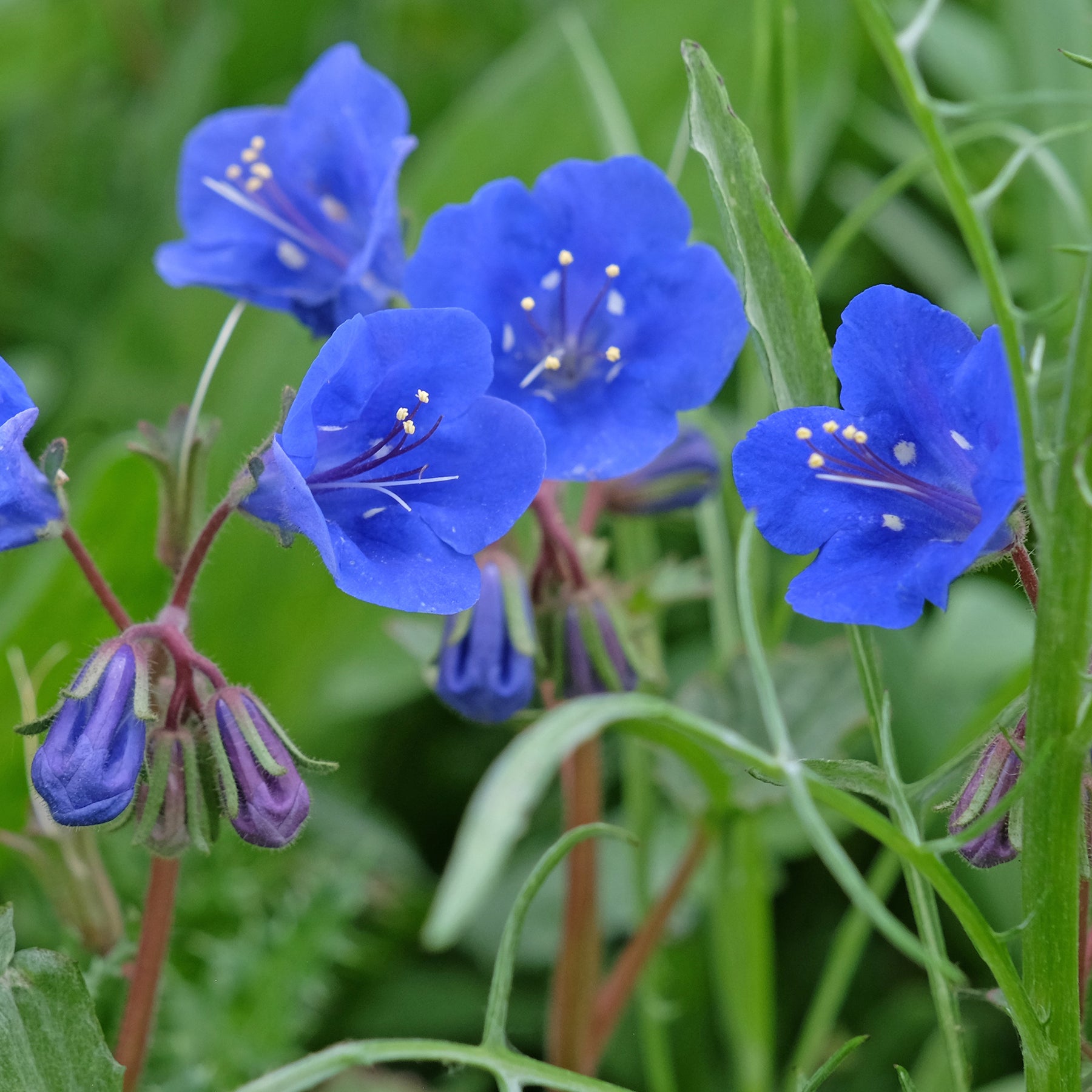 Phacelie Blue Bell