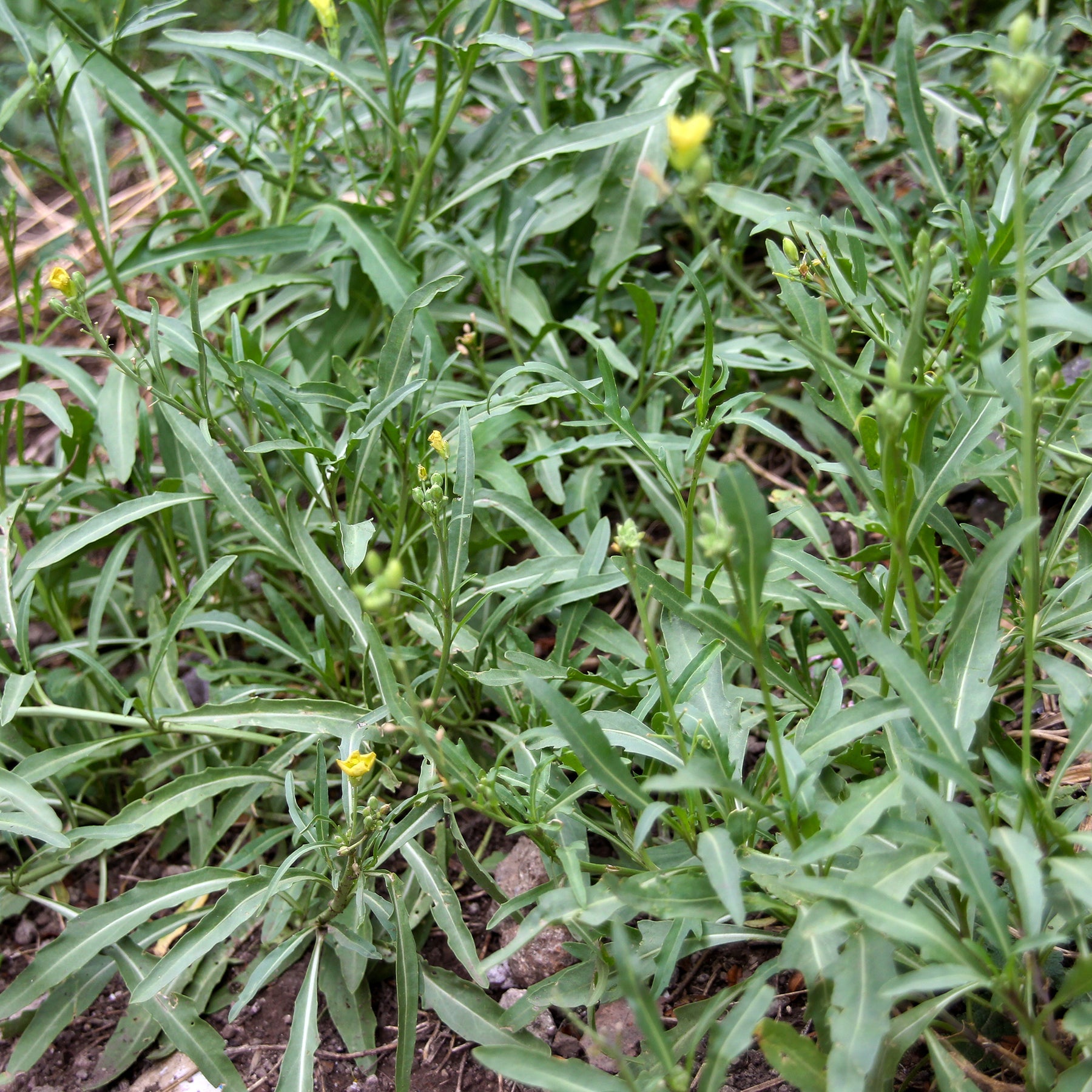 Diplotaxis tenuifolia Wildfire - Roquette Wildfire (Wasabi) - Roquette - Eruca