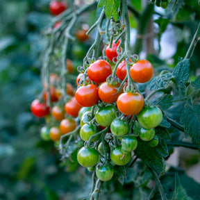 Tomate cerise Délice du jardinier - Willemse