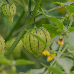 Tomatillo du  Mexique - Physalis ixocarpa - Willemse