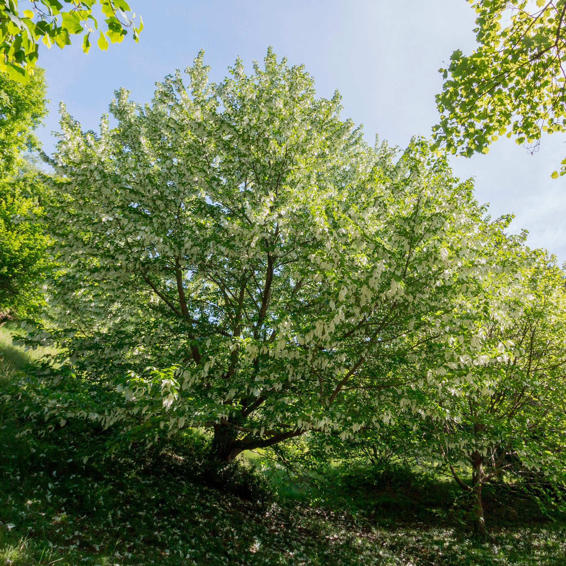 Arbre aux mouchoirs - Willemse
