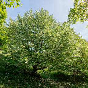 Arbre aux mouchoirs - Willemse
