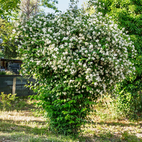 Seringat des jardins - Willemse