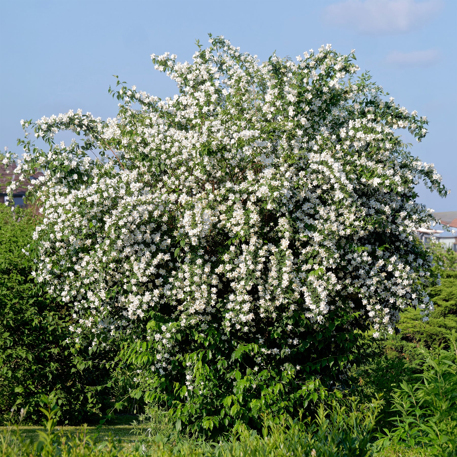 Philadelphus coronarius - Seringat des jardins - Seringats