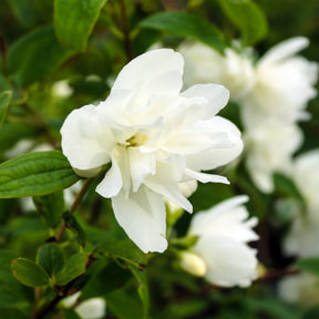 Seringat Snowbelle - Willemse
