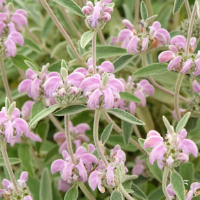 Phlomis purpurea - Sauge de Jérusalem pourpre - Arbustes à fleurs