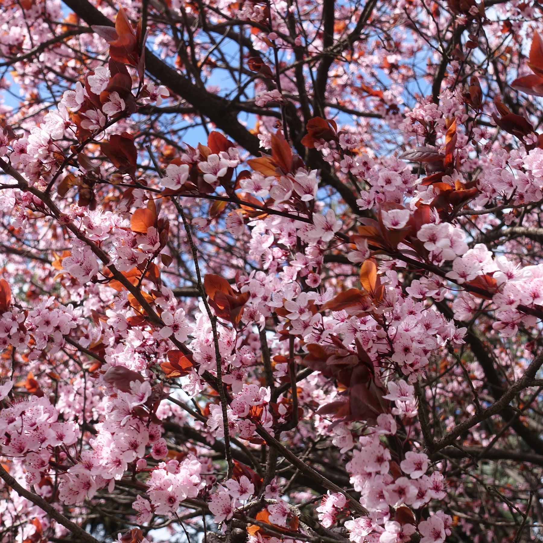 Prunier à fleurs - Willemse