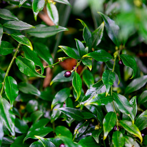 Sarcococca confusa - Sarcocoque - Arbustes à feuillage persistant