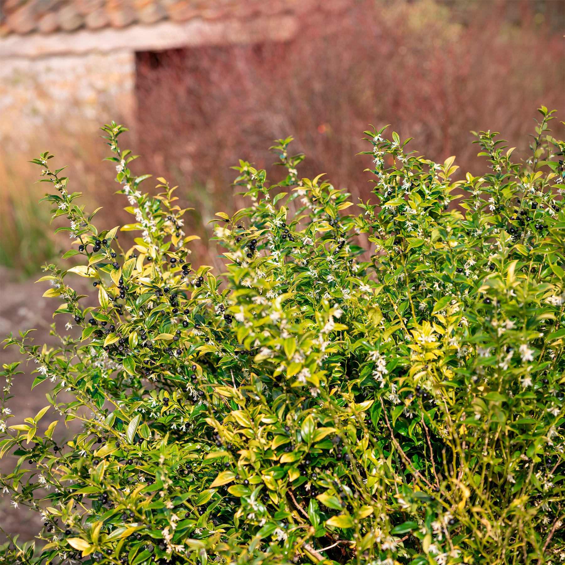 Sarcocoque - Sarcococca confusa - Willemse
