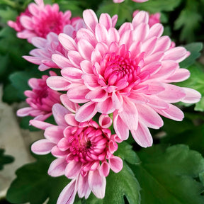 Chrysanthème rose