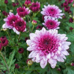 Chrysanthème rose