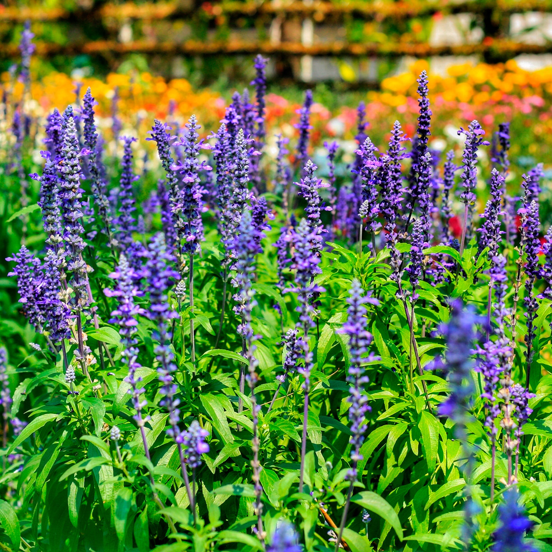 Salvia farinacea - Sauge farineuse - Sauges