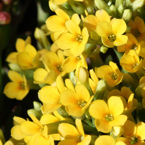 Kalanchoe jaune - Willemse