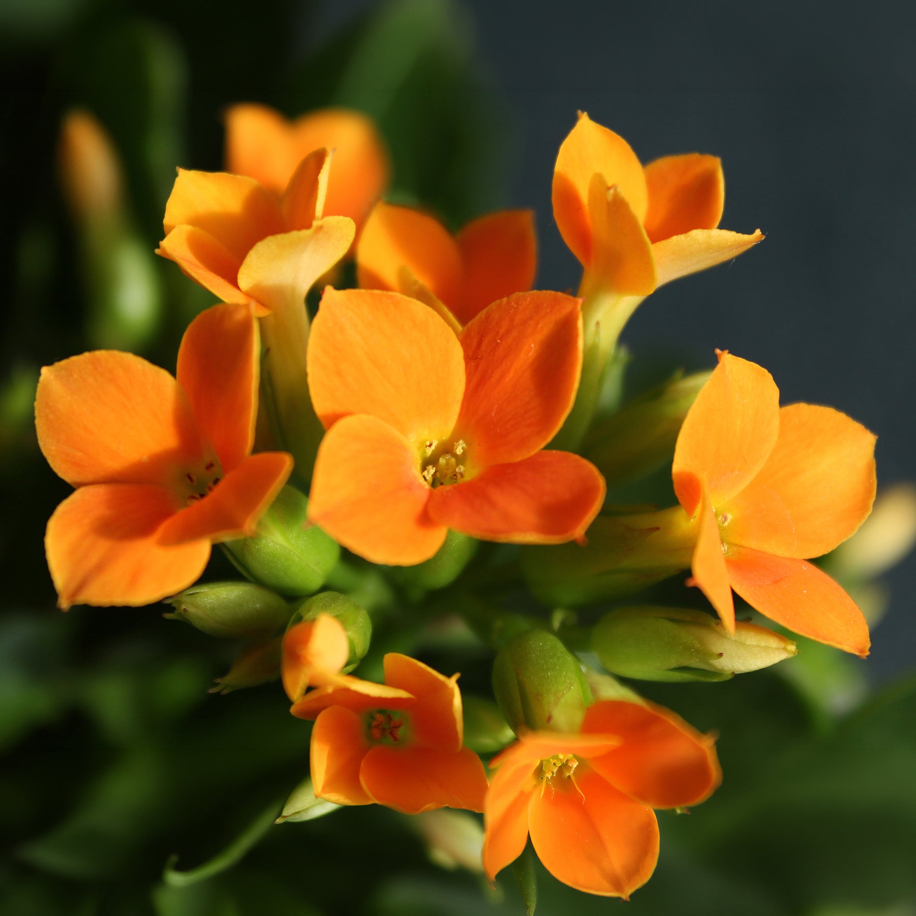 Kalanchoe blossfeldiana - Kalanchoe orange - Plantes fleuries