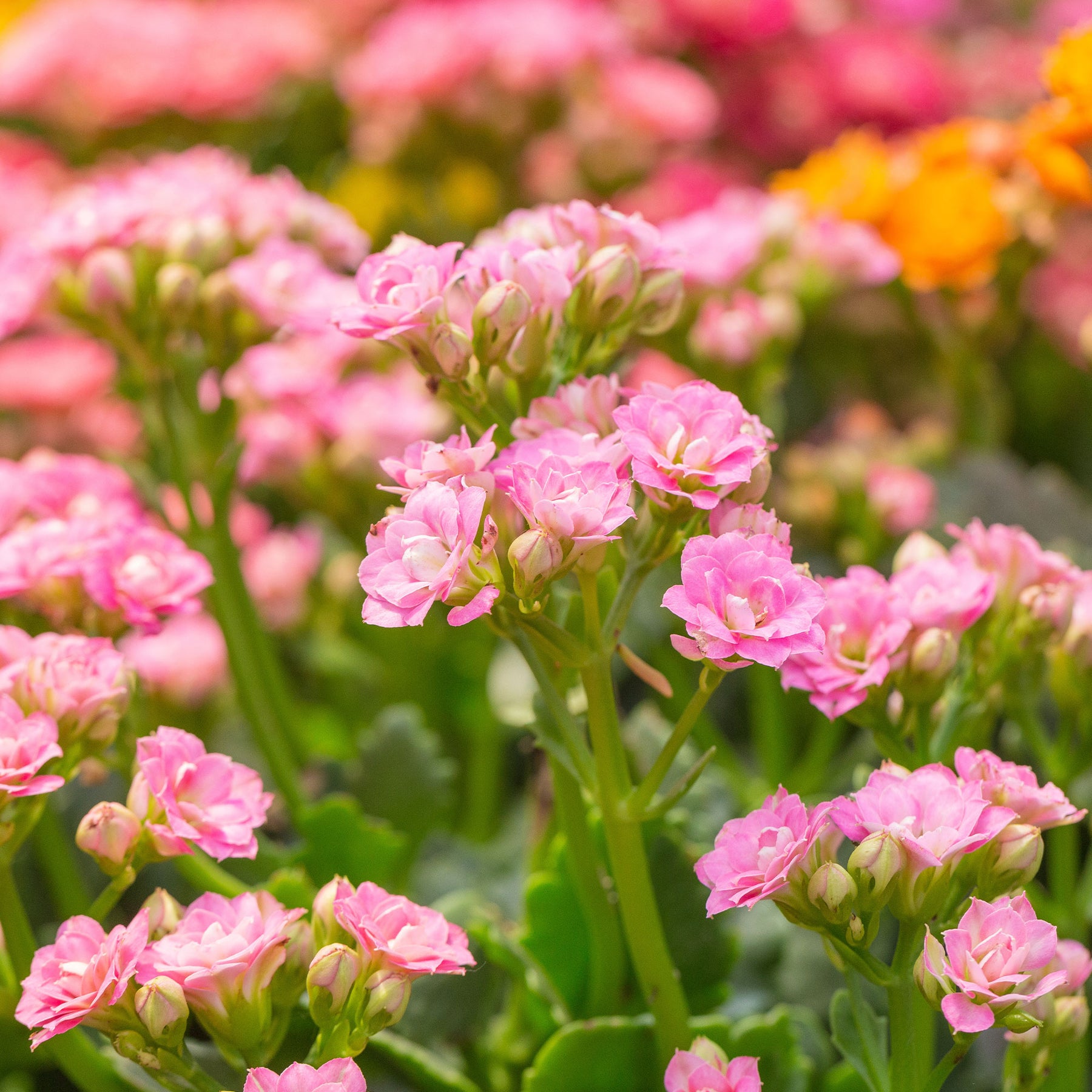 Kalanchoe rose - Willemse
