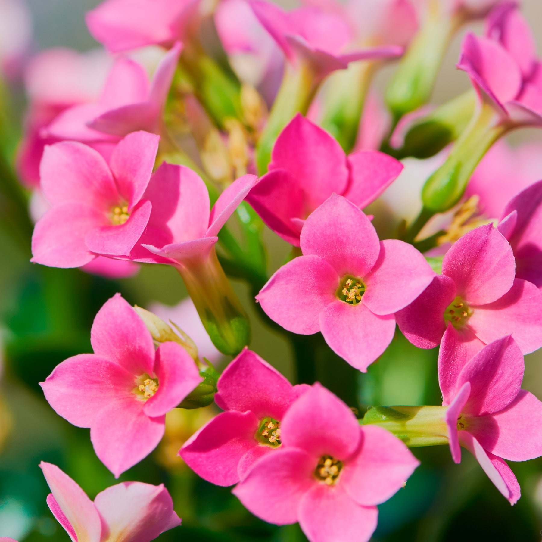 Kalanchoe rose - Kalanchoe blossfeldiana - Willemse