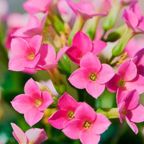 Kalanchoe rose - Kalanchoe blossfeldiana - Willemse