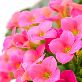 Kalanchoe blossfeldiana - Kalanchoe rose - Plantes fleuries