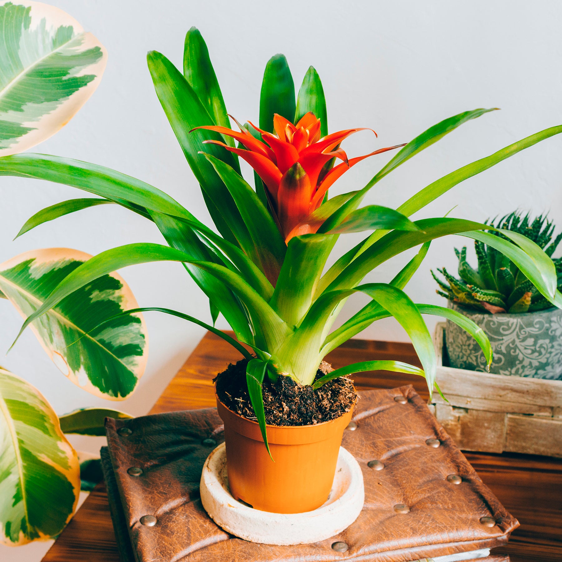 Bromelia orange - Willemse