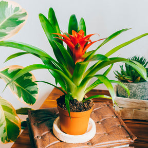 Bromelia orange - Willemse