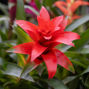 Bromeliaceae - Bromelia rouge - Balcon et terrasse