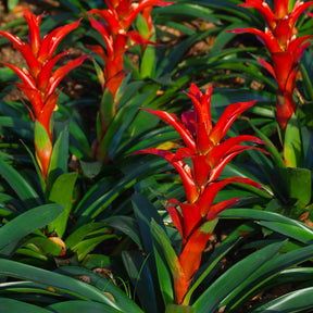 Bromelia rouge - Bromeliaceae - Willemse
