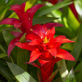 Bromelia rouge - Willemse