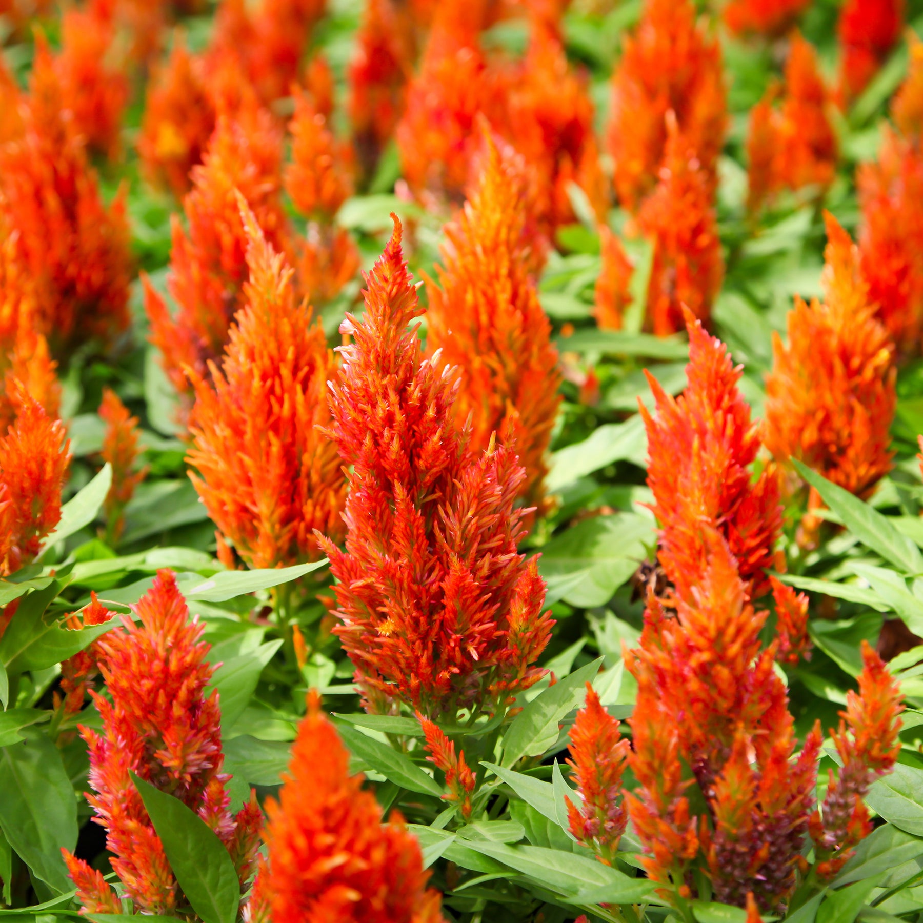 Celosie orange - Celosia argentea - Willemse