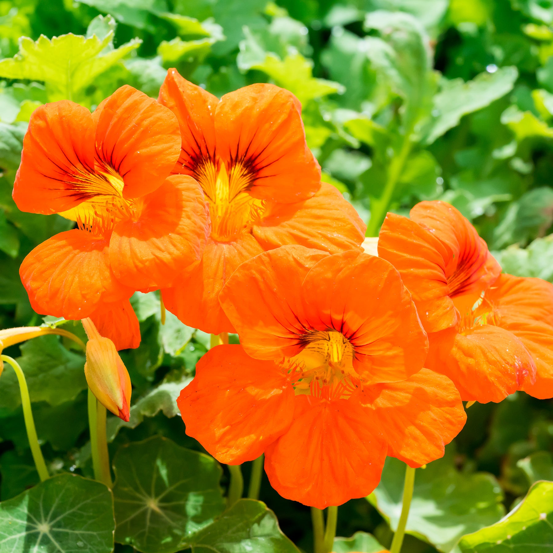 Balcon et terrasse - Capucine orange - Tropaeolum majus