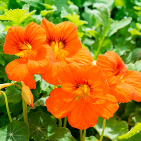 Balcon et terrasse - Capucine orange - Tropaeolum majus
