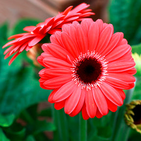 Gerbera rouge - Willemse