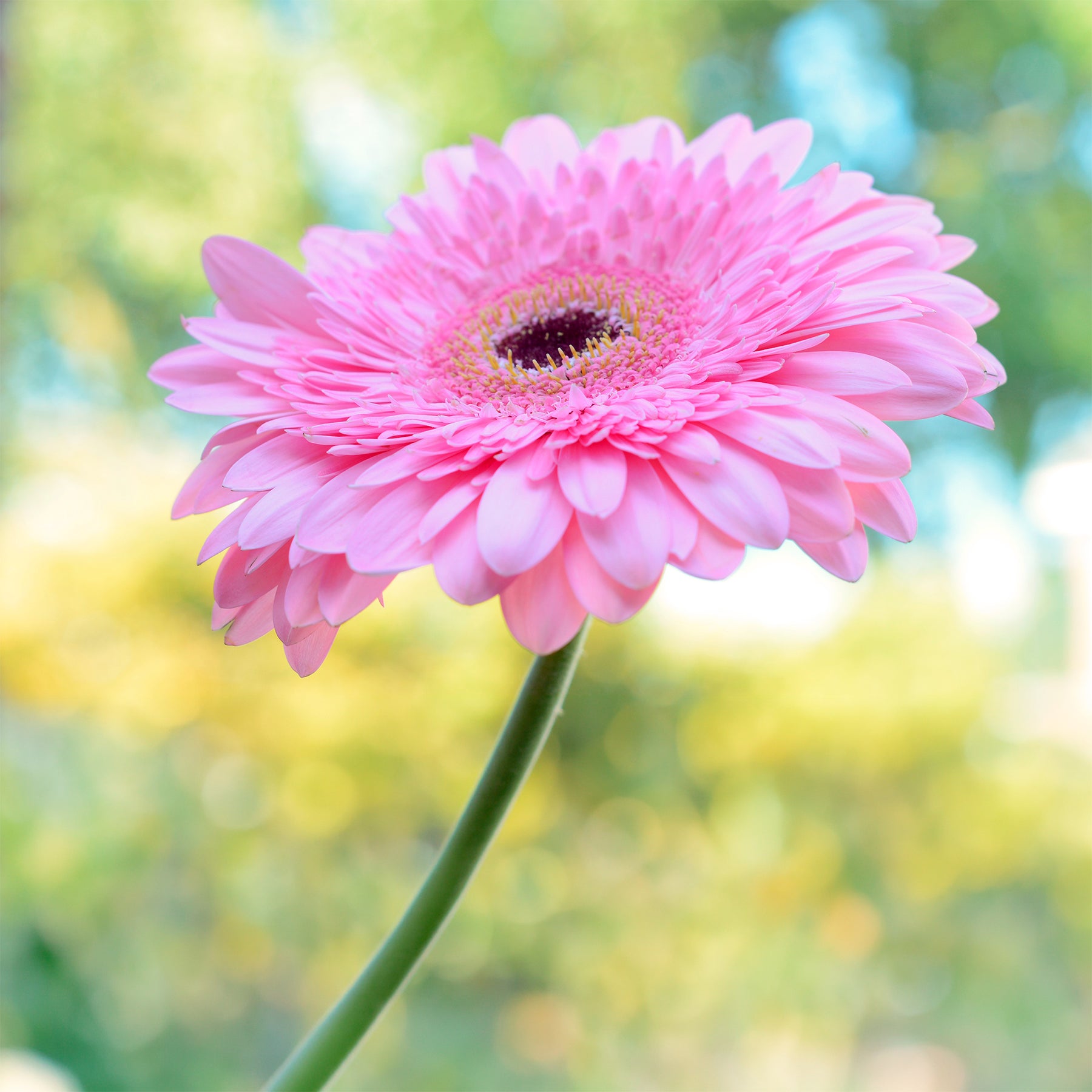 Gerbera rose - Willemse