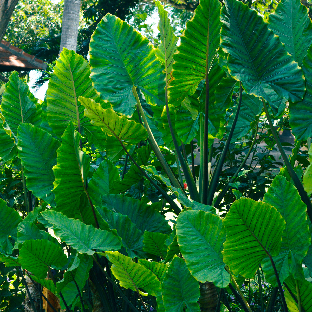 Alocasia Macrorrhiza